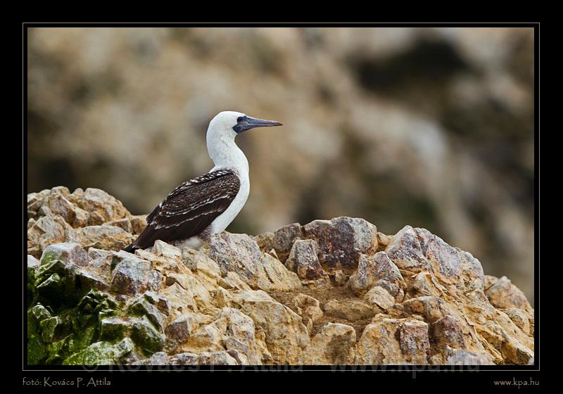 Ballestas Islands 023.jpg